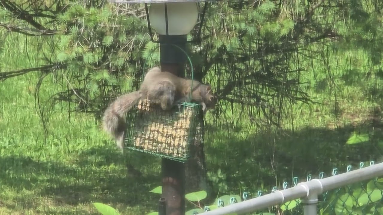 Squirrel on a Hanging Bird Feeder, August 8, 2025