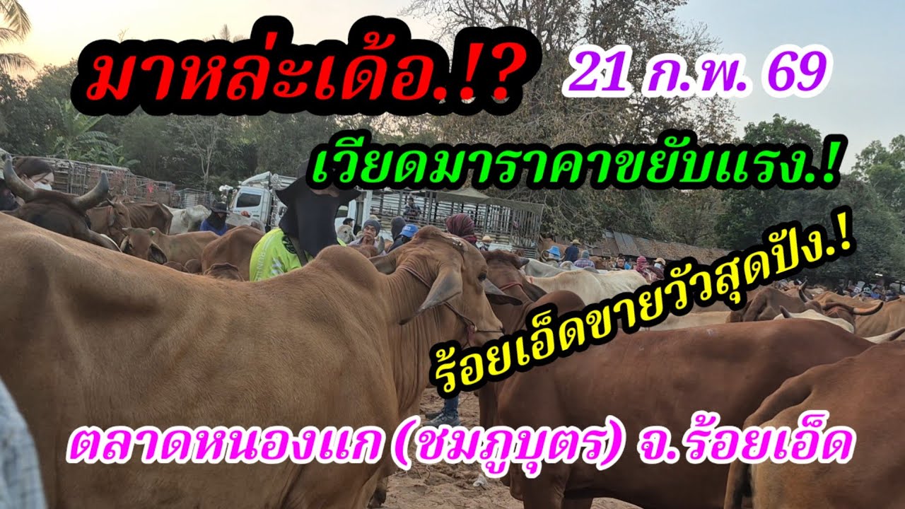 ราคาวัววันนี้ 21 ก.พ. 69 ตลาดหนองแก(ชมภูบุตร) จ.ร้อยเอ็ด#เปิดราคาวัวงามน่าซื้อ#ซื้อขายวัวน่าเลี้ยง