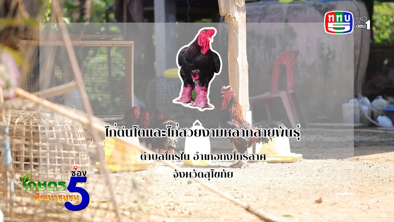 ไก่ตีนโต EP42/พุธ 14 เม.ย. 64 รายการเกษตรช่อง 5 พัฒนาชุมชน ไก่ตีนโต อาชีพเสริม สูตรสมุนไพรไล่แมลง ..
