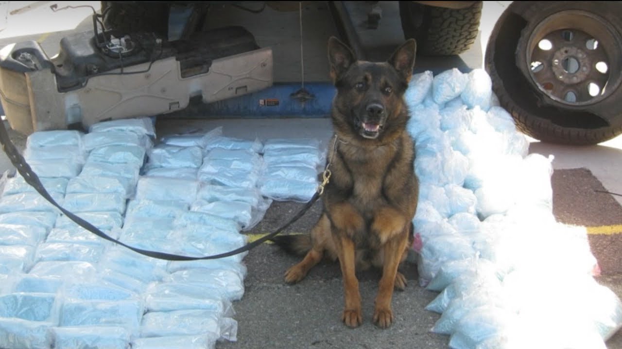USBP drug sniffing dog finds 250 pounds of fentanyl being smuggled into the United States