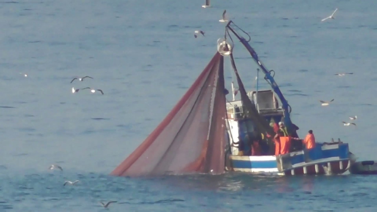 la  cianciola e la pesca con la rete da cicuizione . movie