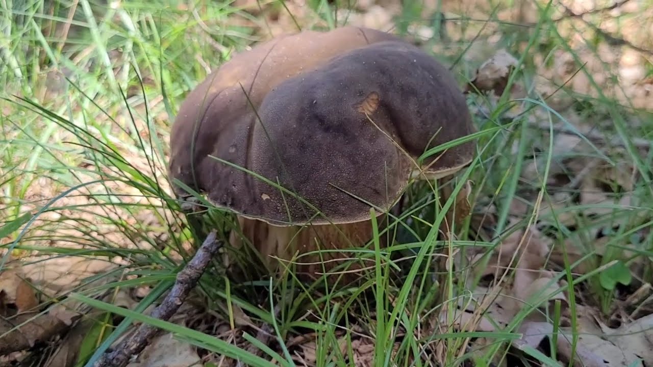 BOLETUS AEREUS CON SONEK INDA! 👌 JULIO DE 2023