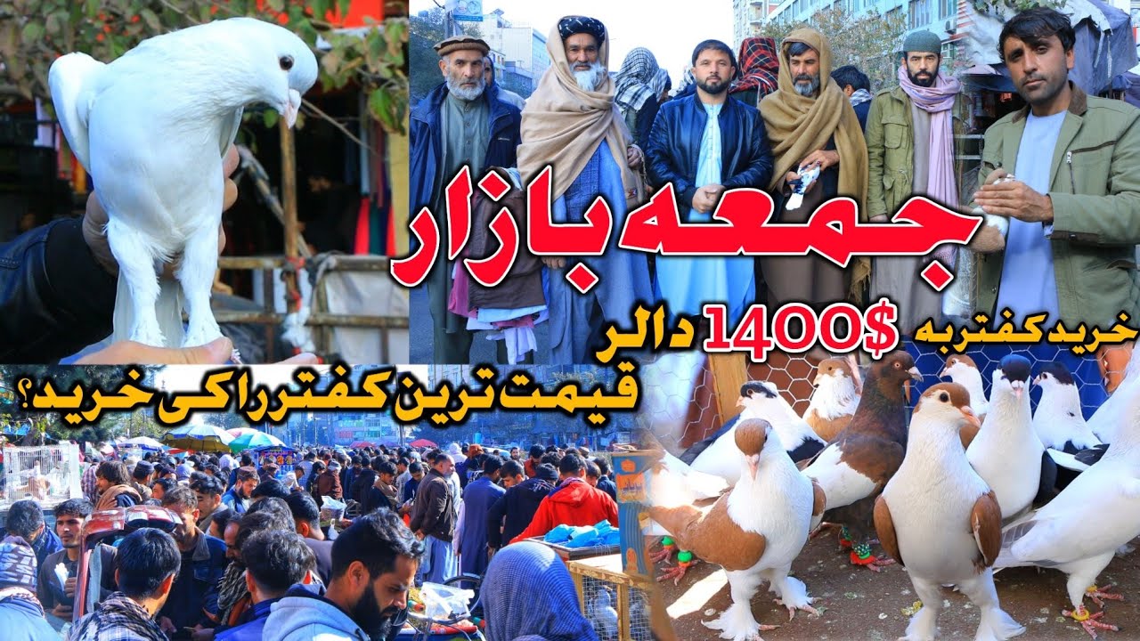قیمت ترین کفتر بازار را کی خرید؟ - جمعه بازار پر جمعیت در گرو بهترین کفتر های روز | کابل افغانستان