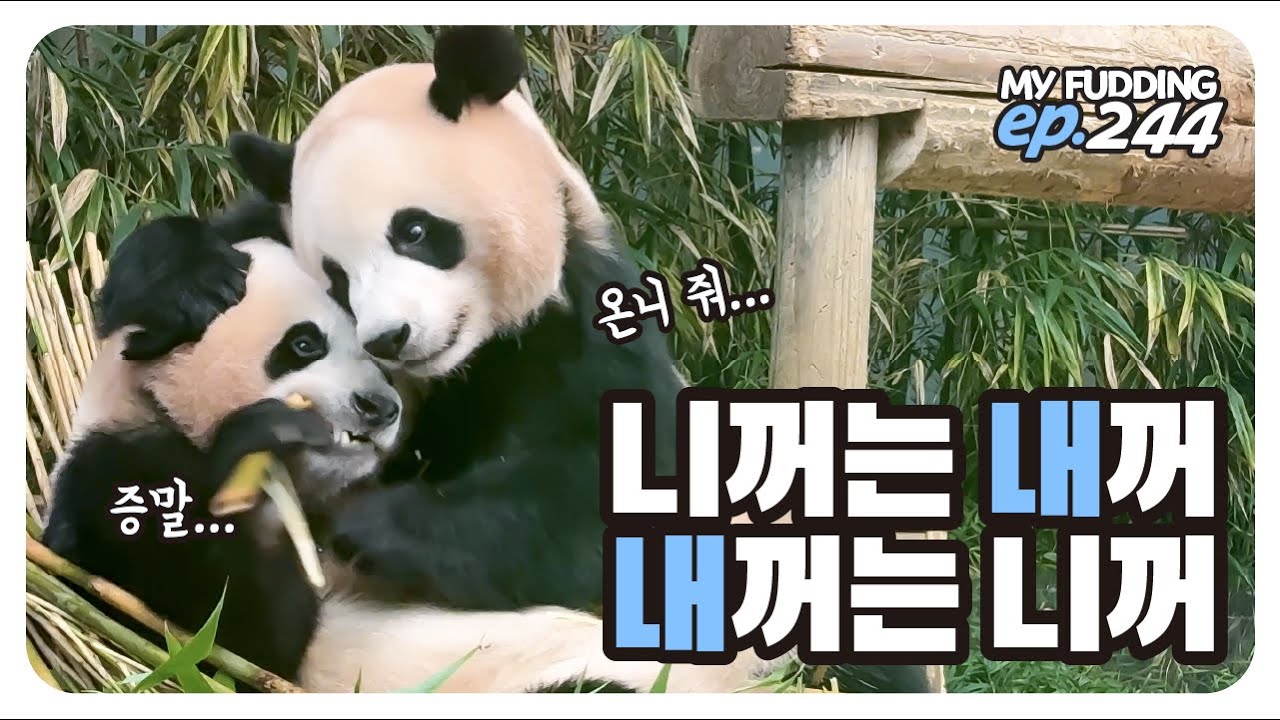 자꾸 대나무 뺏긴 후이🌿 그래도 언니가 좋아🥰