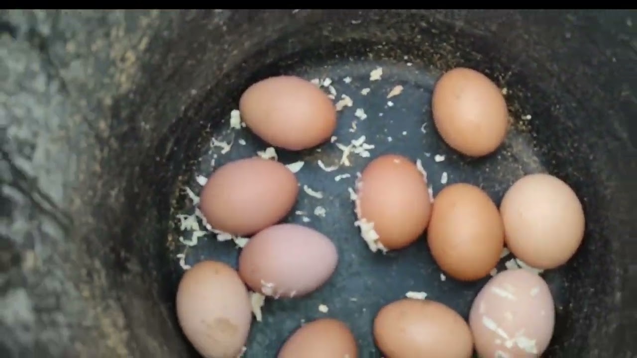 КОРМ В БУНКЕРНЫЕ КОРМУШКИ🔥Я НЕ УВИДЕЛА ,А КАМЕРА ВИДИТ ВСЁ😅. СБОР ЯИЦ 🥚