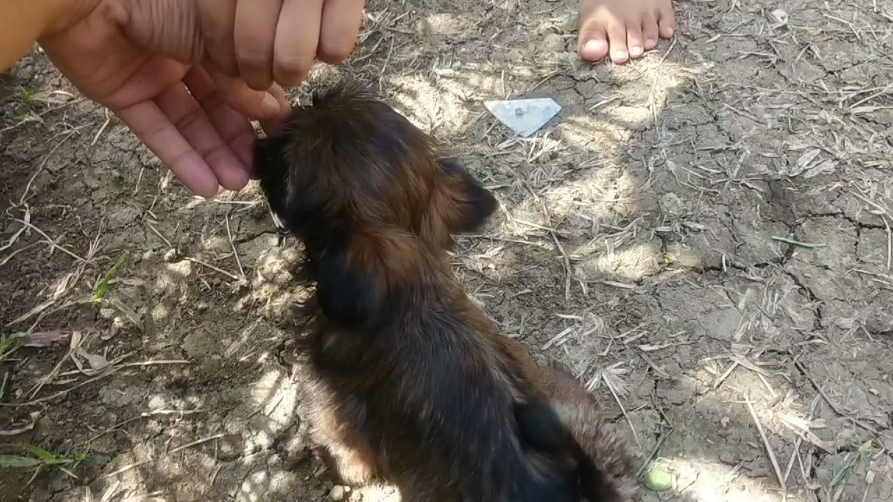 Fur Baby Morning routine (Lowlow) | Brown Shih Tzu Puppy | Voyagers TV