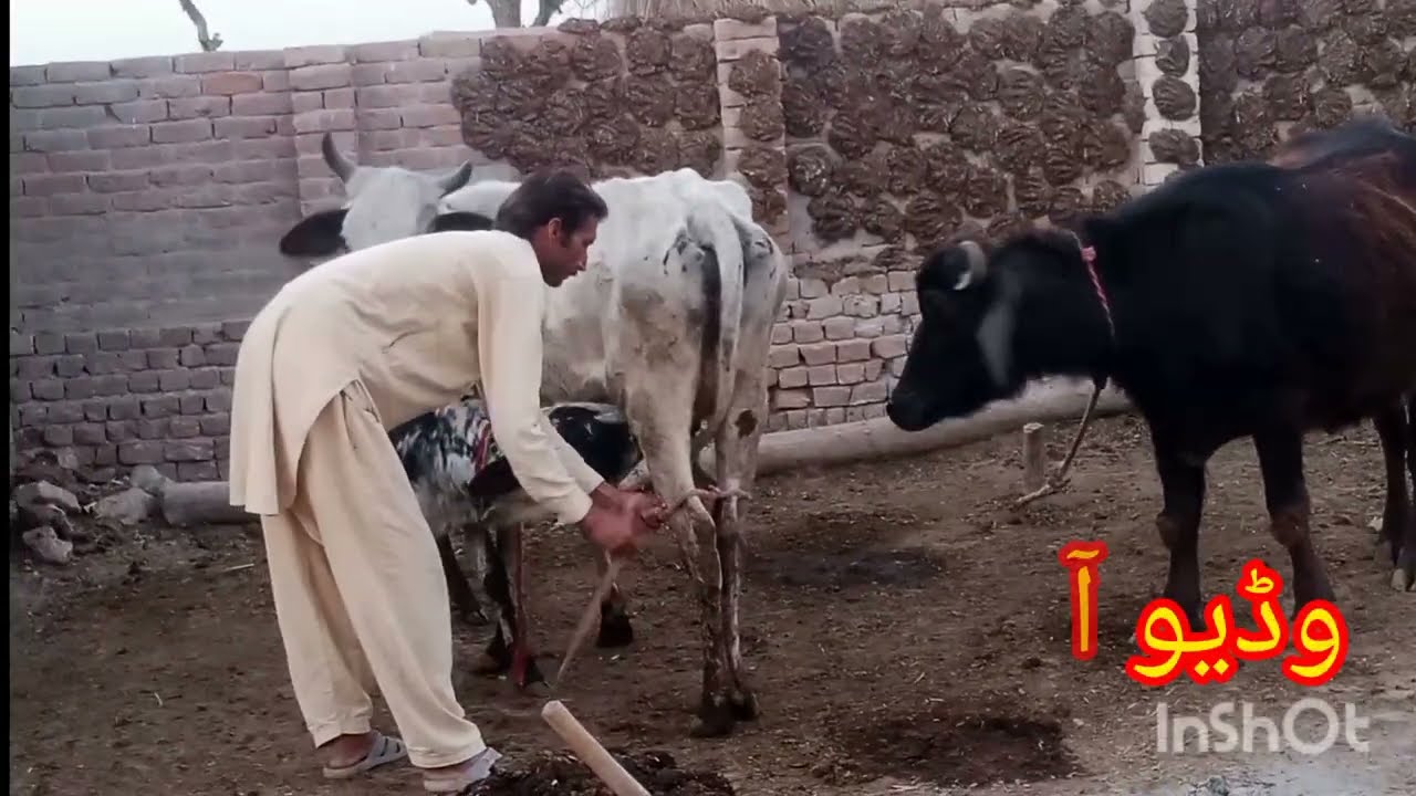 گاؤں کی صبح کا منظر 🌾 ریہڑیاں، آلو کی فصل اور جانوروں کے پٹھے | Punjabi Village Life Vlog