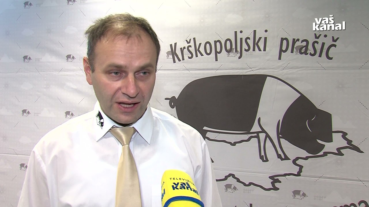 Krškopoljski prašič – najvrednejši za kmečke koline in vrhunsko kulinariko, december 2021