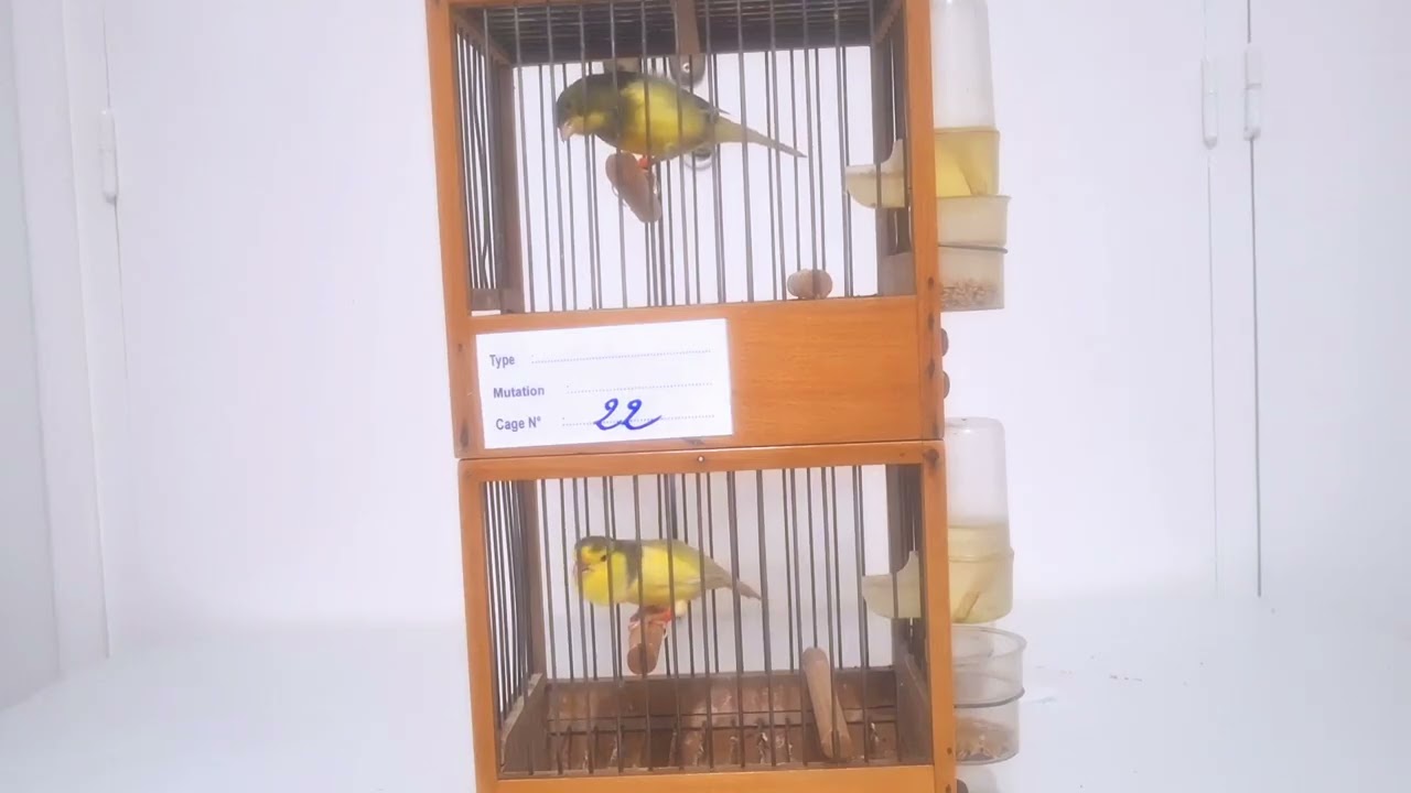 Deux jeunes canaris Timbrado pendant la période de l'écolage – Archives Élite