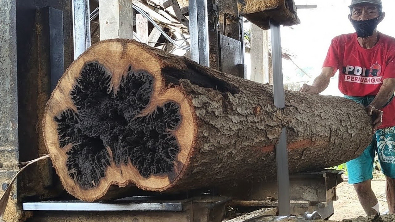 Hard and termite-resistant - acacia wood board production 