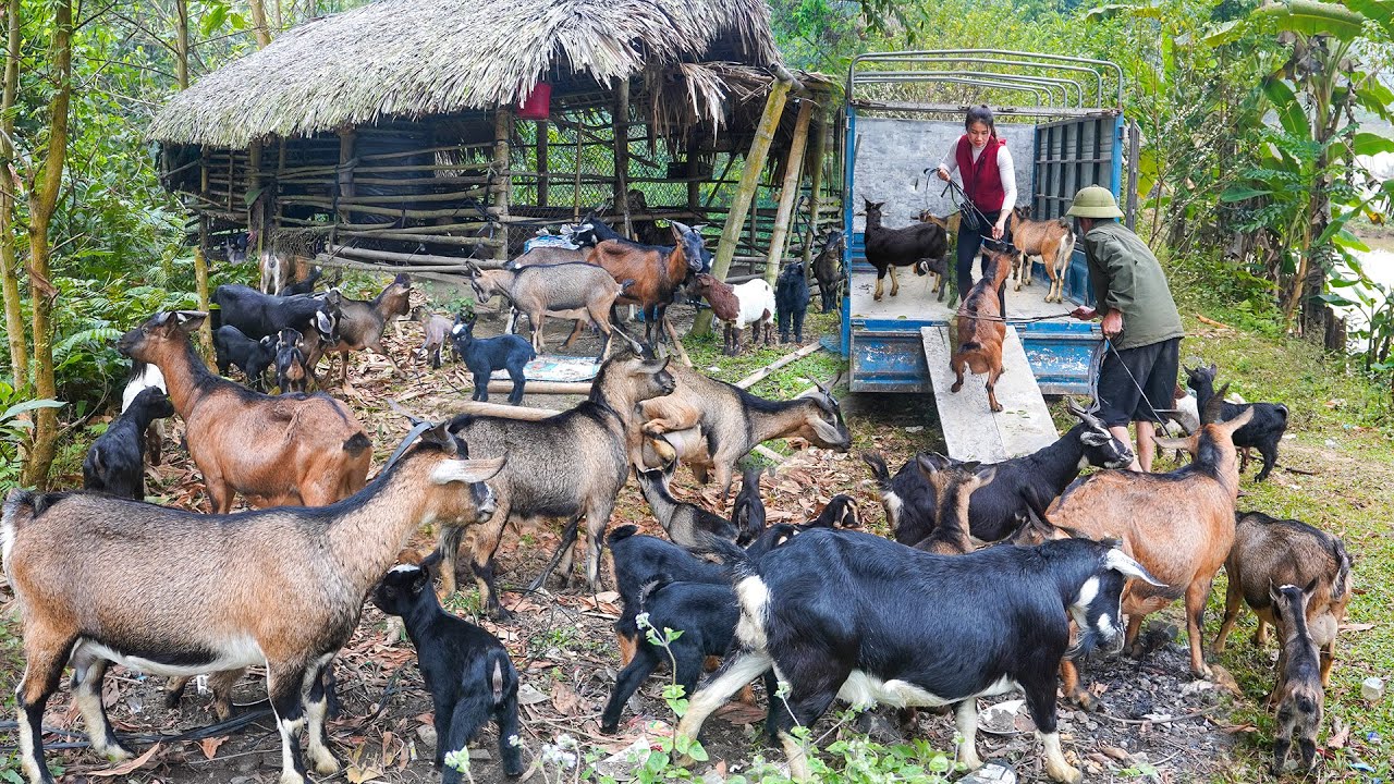 Buying Many Goats from the Farm and Using a Truck to Transport and Sell Them to Villagers