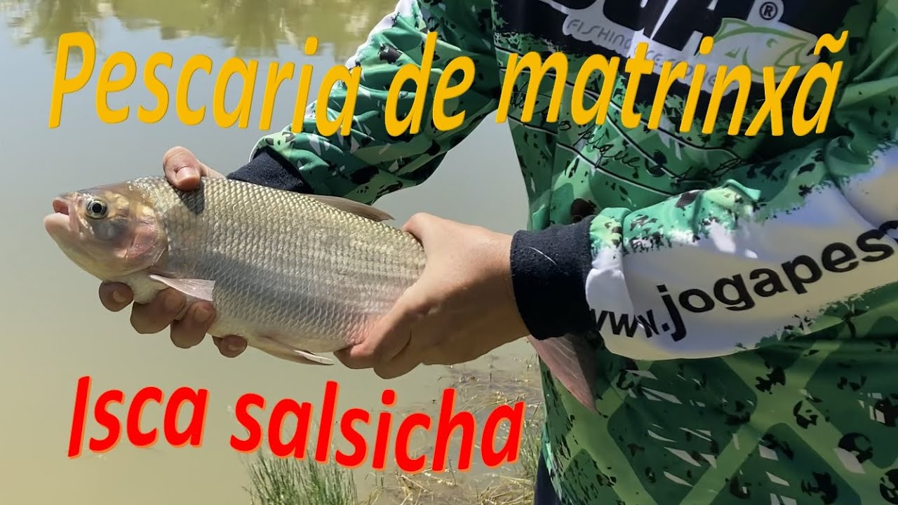Pescaria 🎣 de matrinxã 🐟, isca salsicha