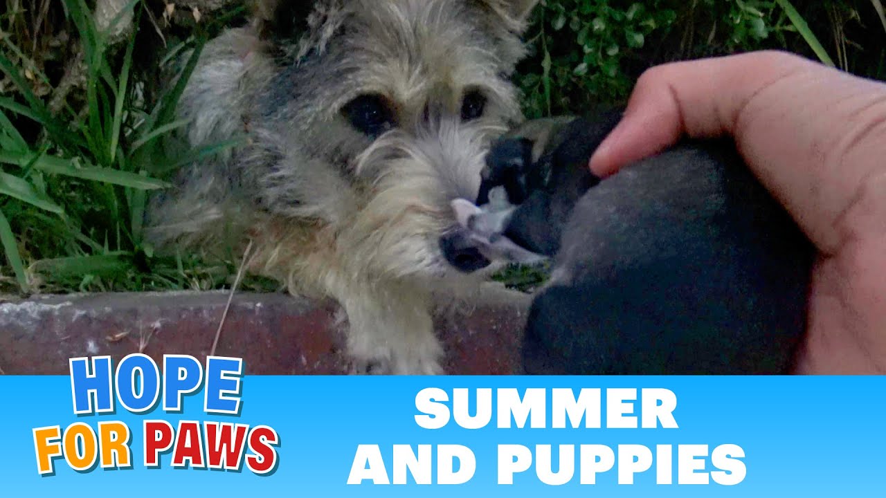 Watch how this stray mom reacted when Hope For Paws reached out for her puppies. #puppy