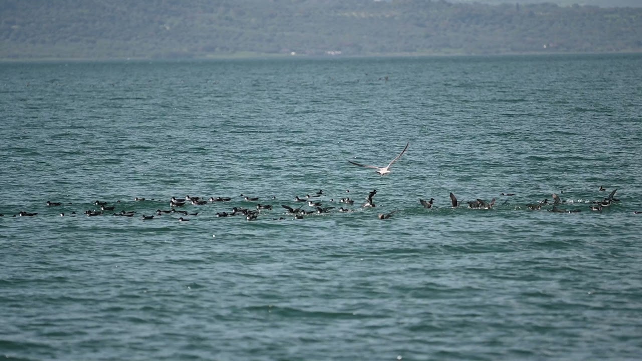Yelkouan Shearwaters - &Mu;ύ&chi;&omicron;&iota;, Kalloni Gulf north parts, Apr 14, 2021