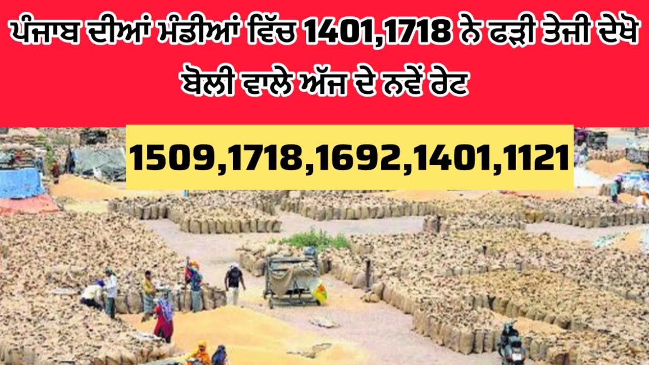 ਪੰਜਾਬ ਦੀਆਂ ਮੰਡੀਆਂ ਵਿੱਚ ਬਾਂਸਮਤੀ ਦੀਆਂ ਇੰਨਾਂ ਵਰਾਈਟੀਆਂ ਨੇ ਫੜੀ ਤੇਜੀ ਦੇਖੋ ਅੱਜ ਦੇ ਨਵੇਂ ਰੇਟ 1401,1718,1121_