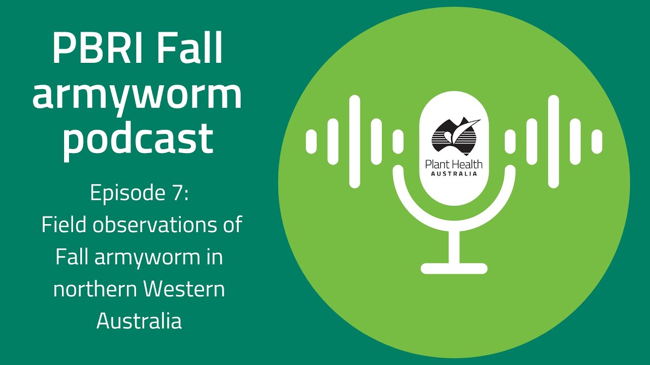 PBRI Fall Armyworm podcast EP7: Field observations of Fall armyworm in northern Western Australia