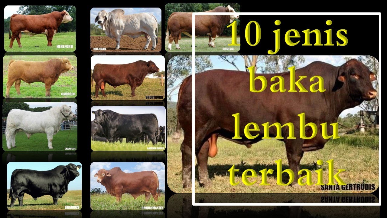 10 Jenis Baka Lembu Terbaik