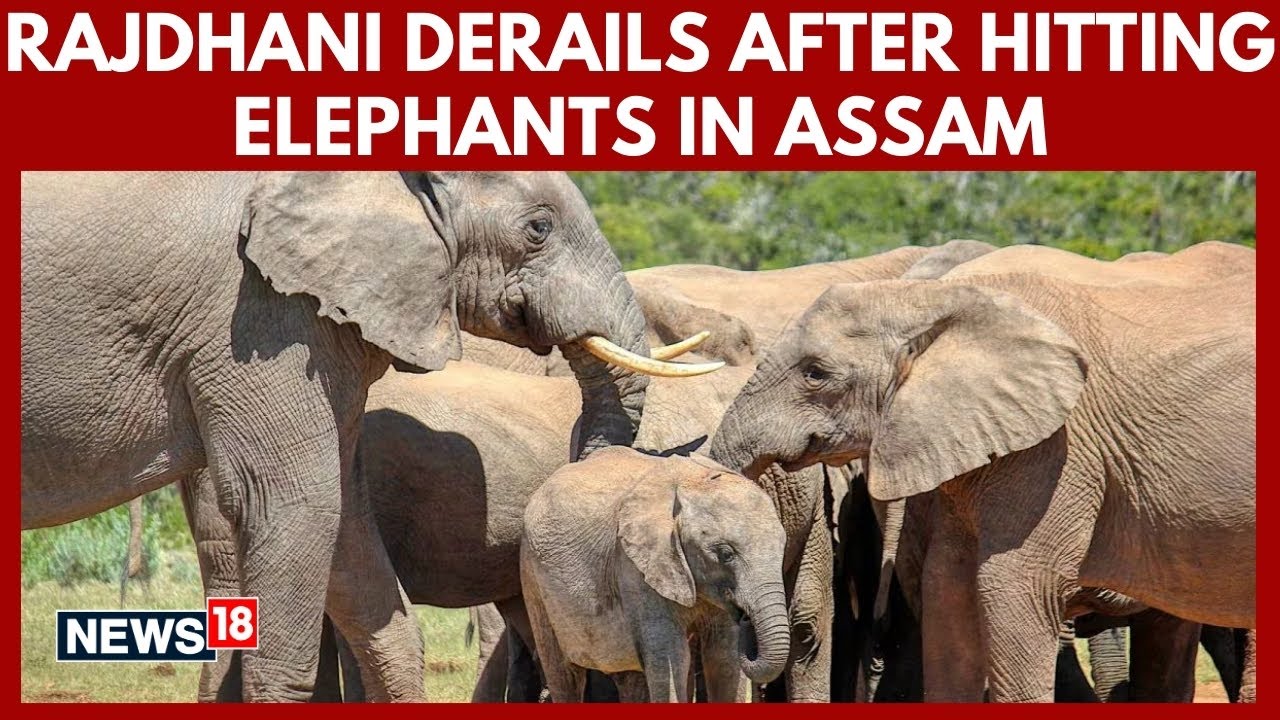 Assam Train Derail Accident | Rajdhani Express Derails After Hitting Elephants | 8 Killed | N18V |