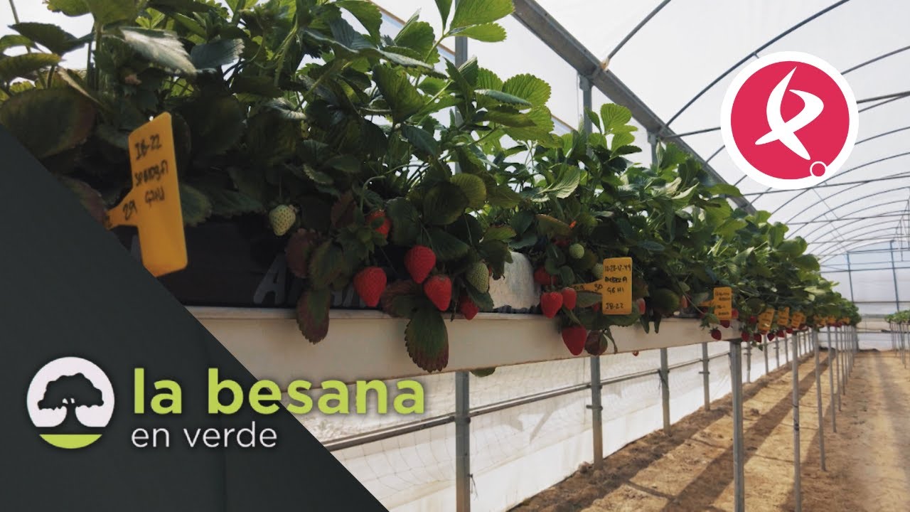 Frutos rojos con sabor de anta&ntilde;o | La Besana en Verde