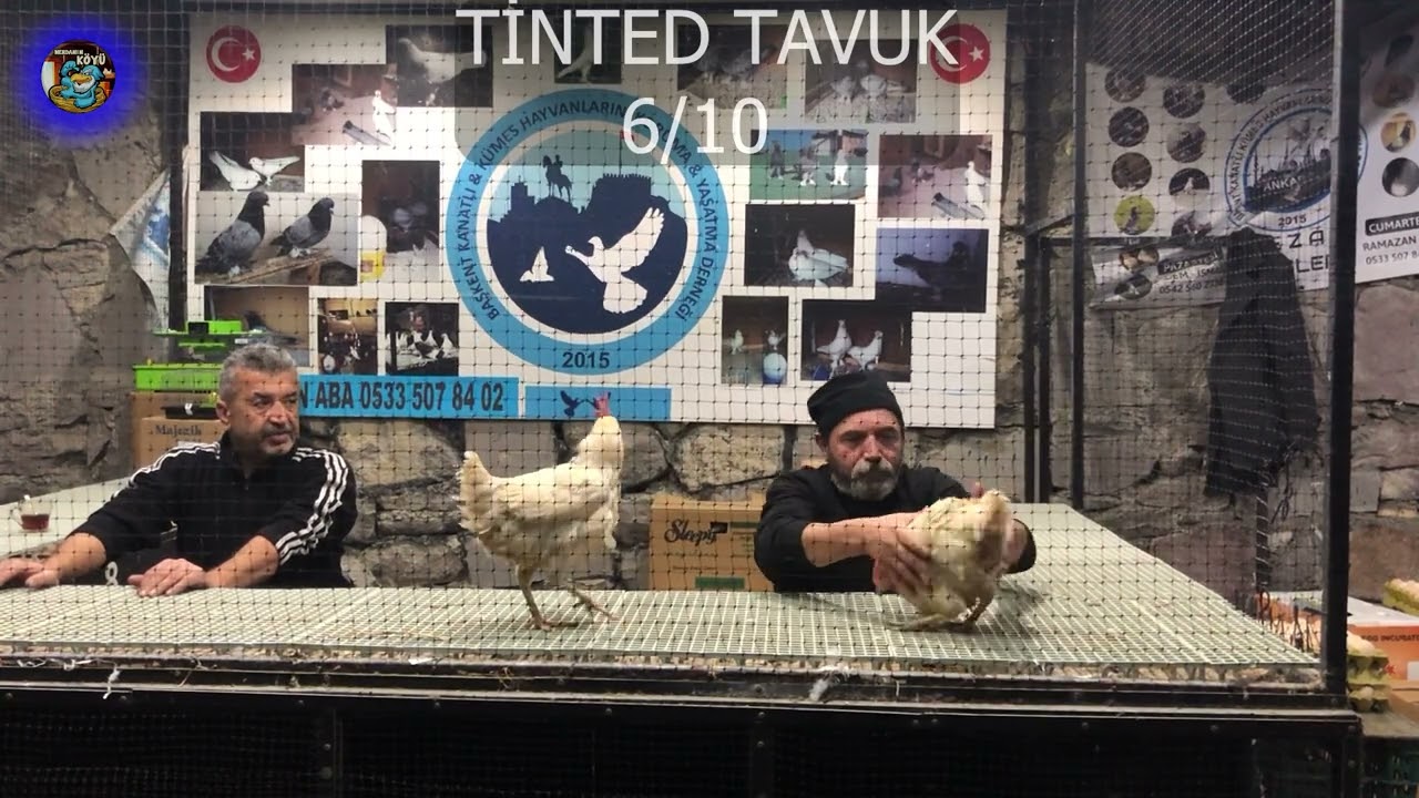 TAVUK   HOROZ İHALESİ ANKARA 2024 002