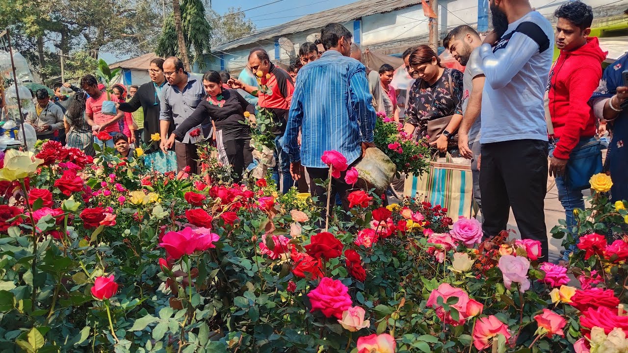 Best Rose Collection Galiff Street Plant Market in Kolkata|Rose Price Galiff Street Plant Market