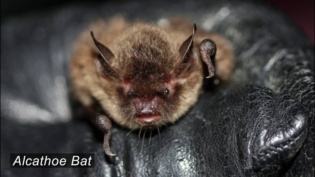 A Celebration of British Bat's - The British Mammal Guide