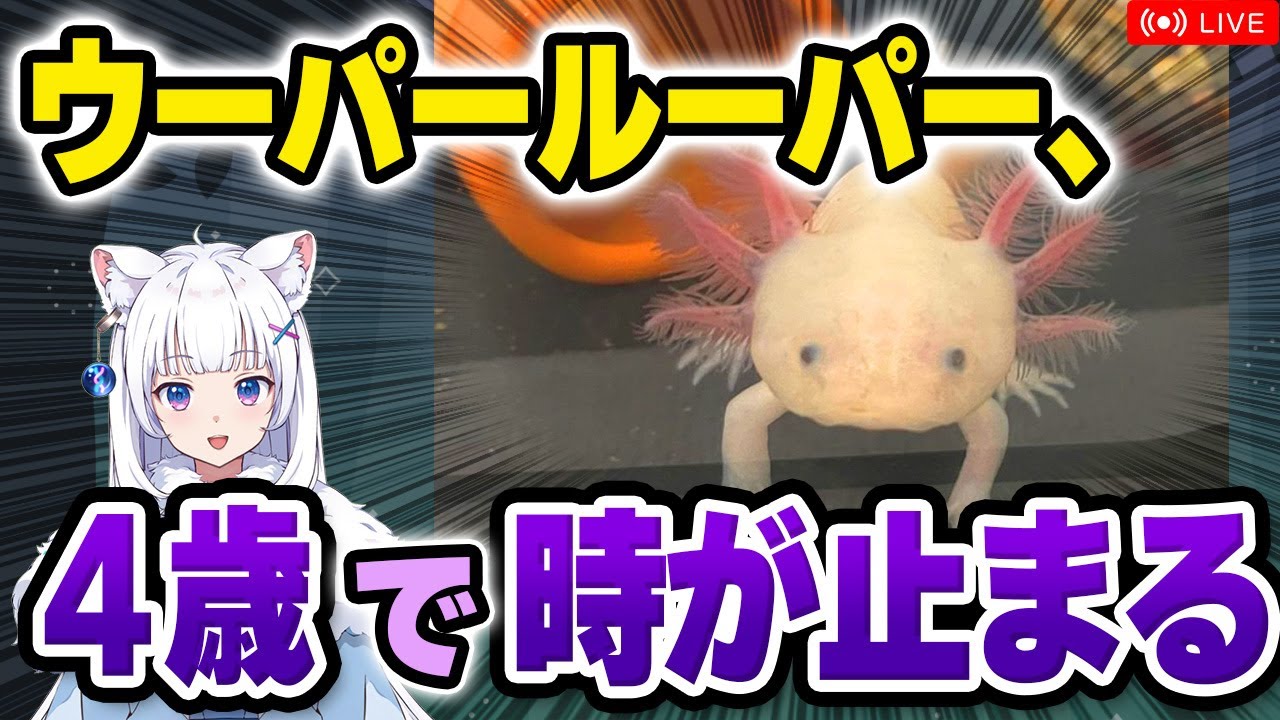 【獣医Vが解説】ウーパールーパーはDNAが若い!? サンショウウオの秘密！【北国ここなの動物研究室】