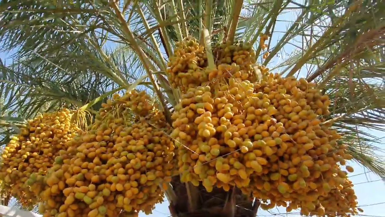#منتجع سياحي متكامل 10 دونم ((طابو صرف زراعي - تحويل سند منفصل)) للبيع في #كربلاء_الامام_عون_ع_جزء1