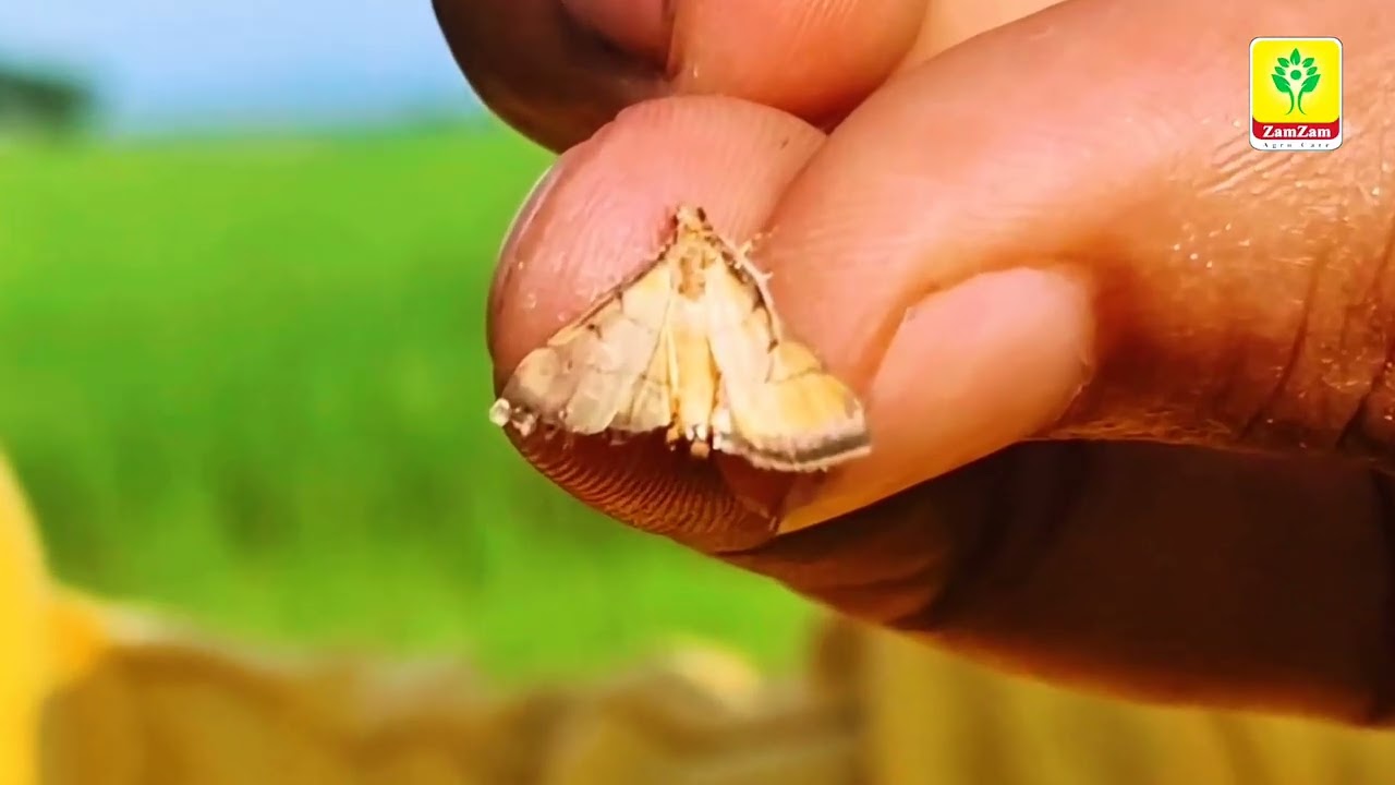 ধান চাষ