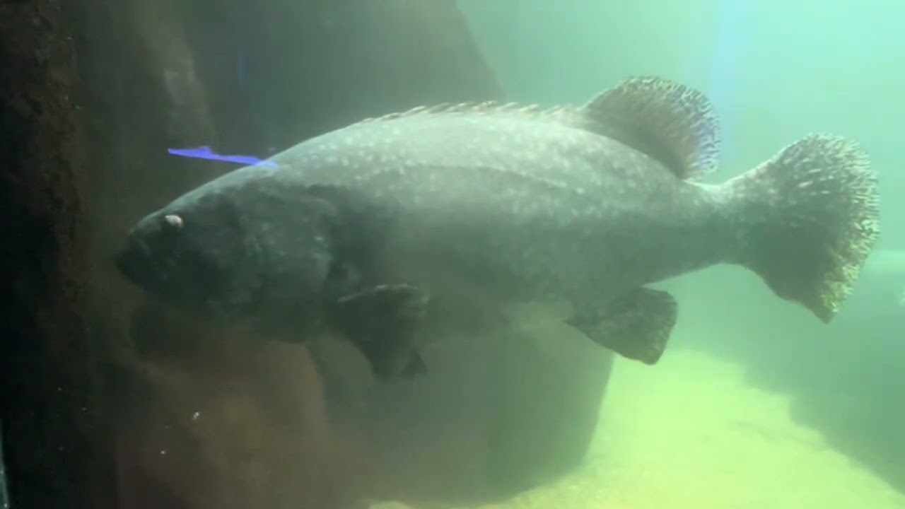 Waikiki Aquarium