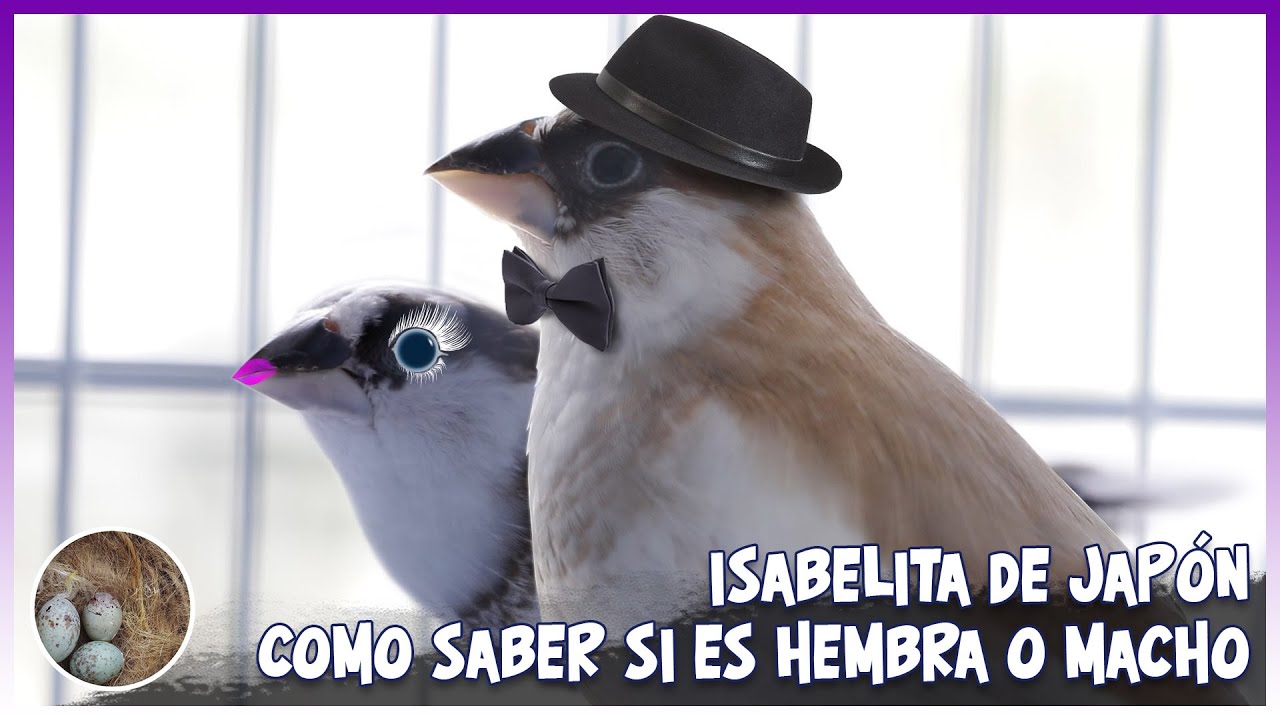 ISABELITA DE JAPÓN como SABER SI ES HEMBRA o MACHO 🦜