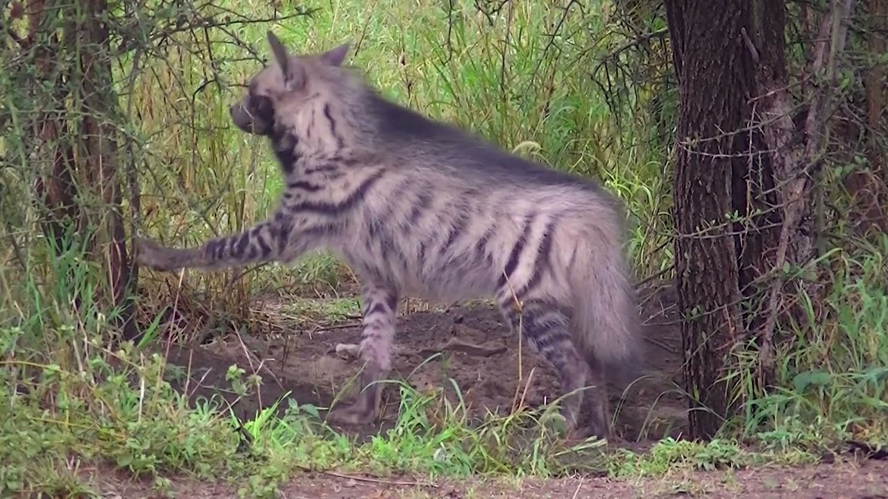 Striped Hyena in Tanzania