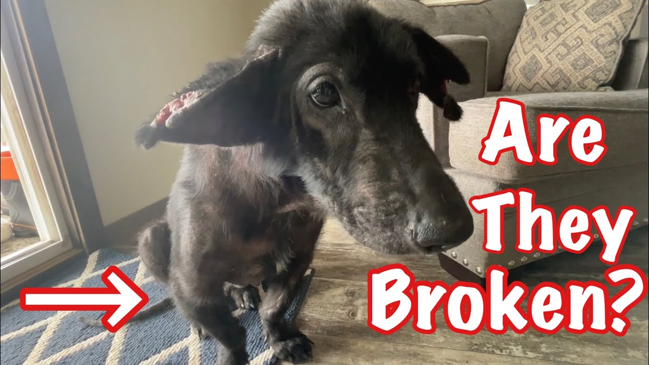 Stella Update: What’s Wrong With Her Legs?