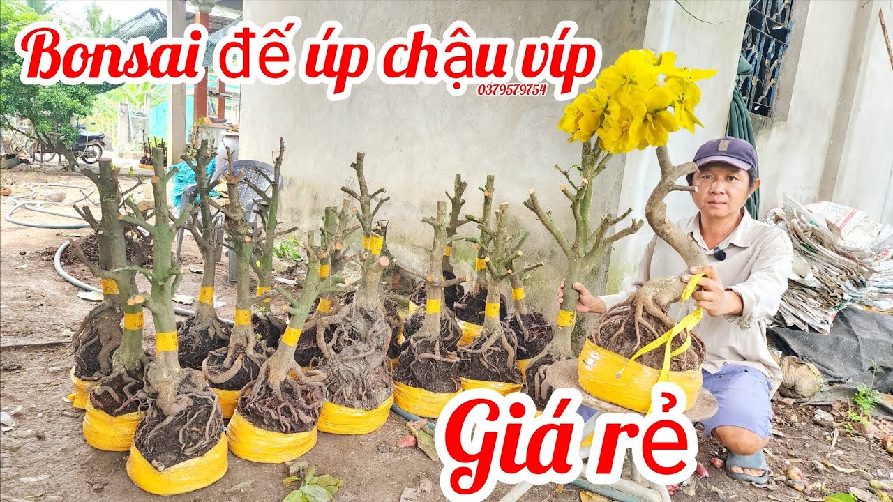 10/3 a Thiện 0379579754 phôi mai bonsai đế úp chậu víp giá rẻ |MaivàngThanhTâm