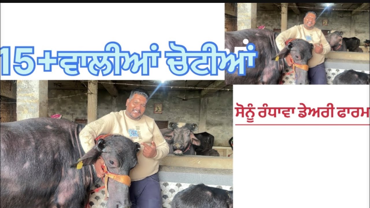 9878394751  ਸੋਨੂੰ ਰੰਧਾਵਾ ਡੇਅਰੀ ਫਾਰਮ 