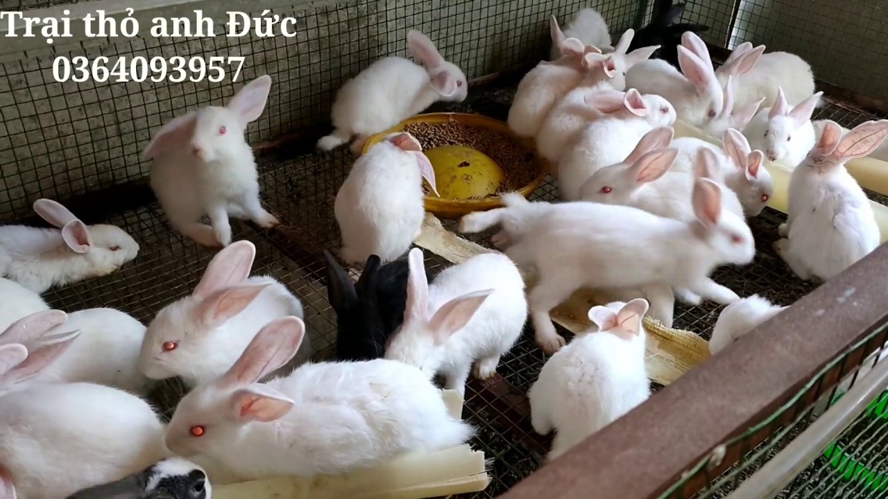 Trại thỏ gần 1000 con ở củ Chi cho thỏ ăn thức ăn gì ?