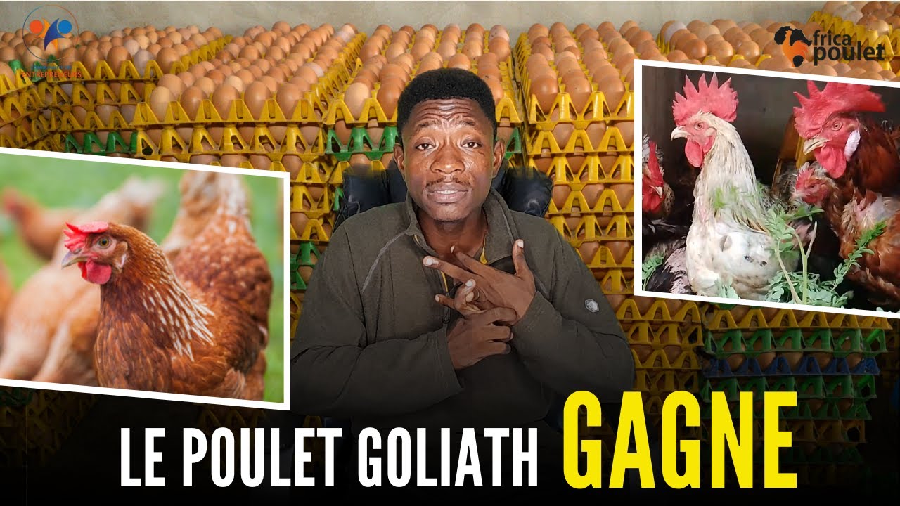 Partie 08: ENTRE le POULET GOLIATH et LA POULE PONDEUSE, tu vas choisir quel POULET?(élevage poulet)