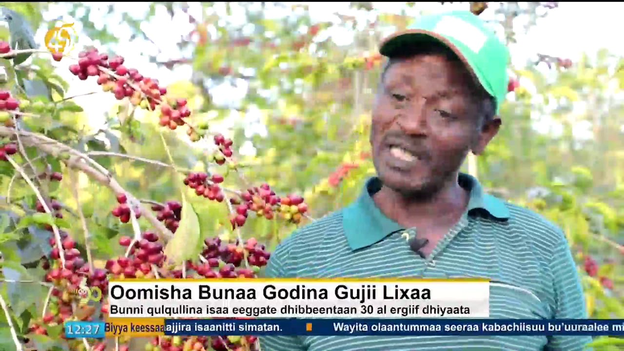 Oomisha bunaa godina Gujii Lixaa