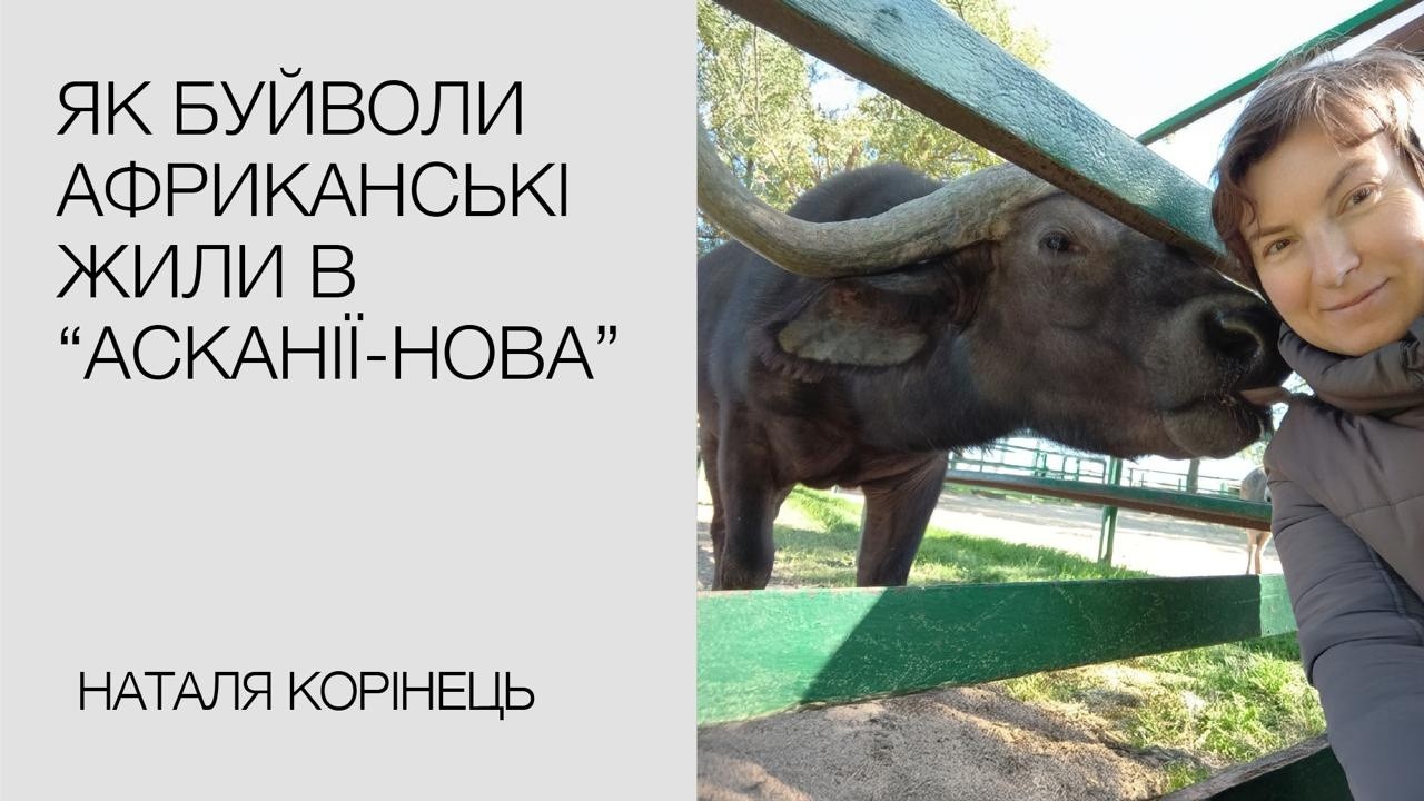 Наталя Корінець про буйволів африканських