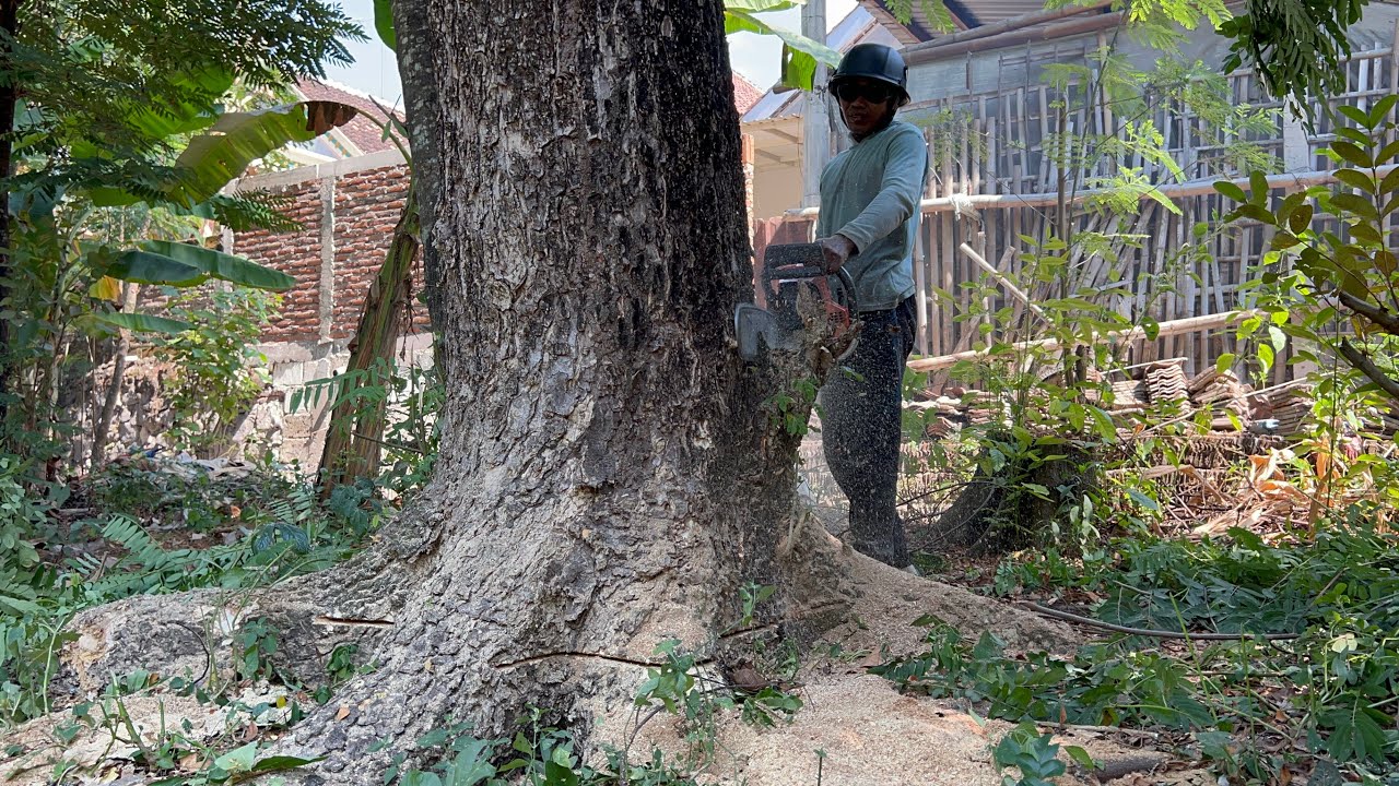 Cut down old trembesi tree near the house ‼️