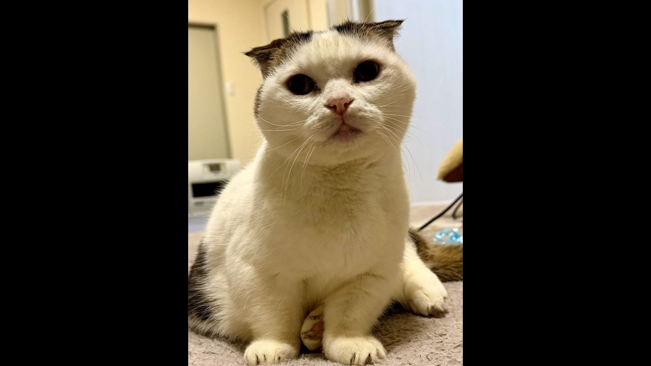 マンチカンねこ かいちゃんライブ🐾 可愛い姿をリアルタイムでお届け！20260130