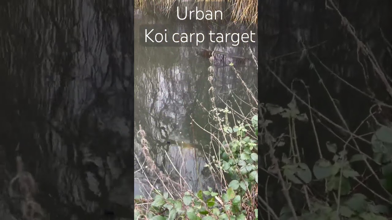 URBAN KOI CARP TARGET