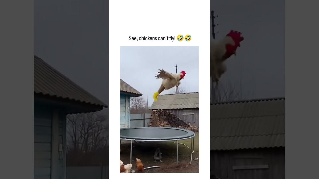 When a chicken discovers the trampoline 😂🐔