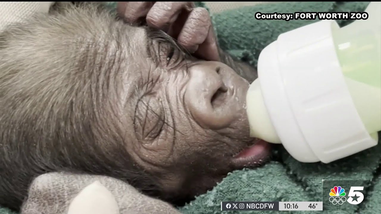 Medical team makes history delivering baby gorilla at Fort Worth Zoo