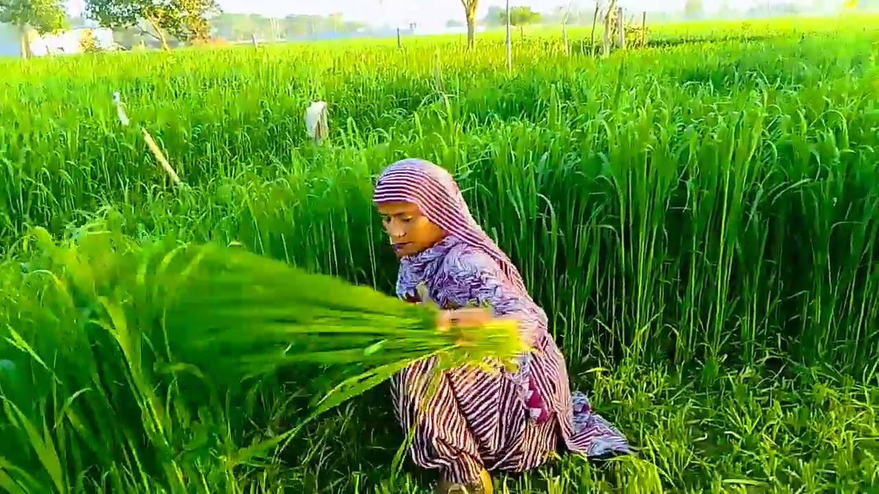गांव में तो मुंह ढ़क के चलना पड़ता है# आज का ब्लॉग #शीला की हरियाणवी दुनिया🙏❤👍💯