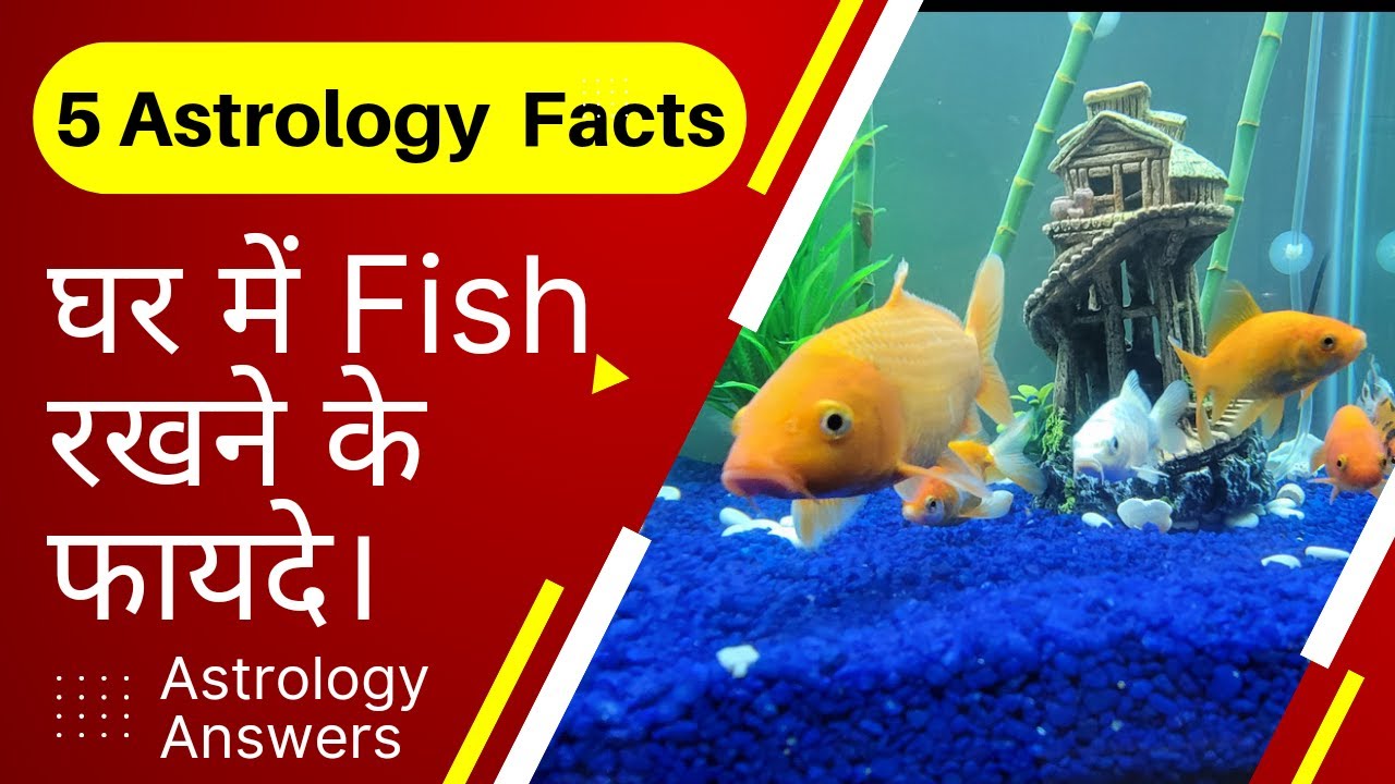 Fish Aquarium घर में  रखने के फायदे और नुकसान जानकर दंग रह जाएंगे | fish tank astrology