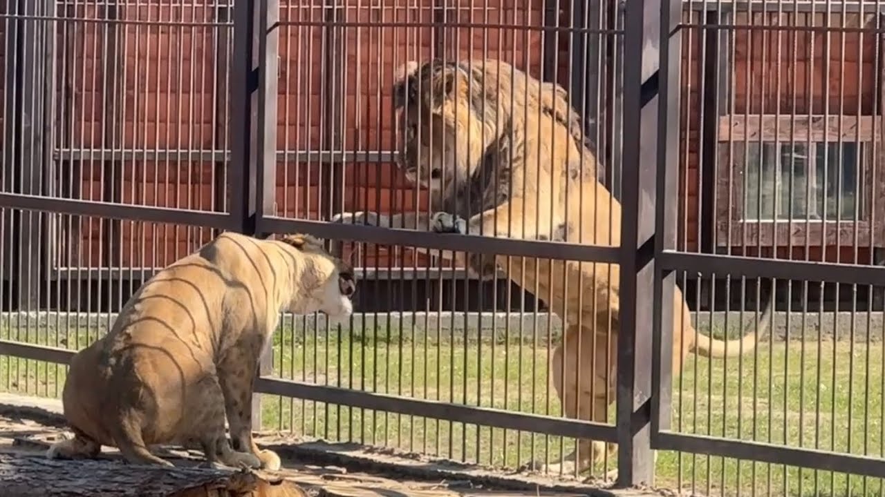 Киара в гостях у Шерхана! #lion #bigcat #zoo #шерхан #минскийзоопарк #animals 