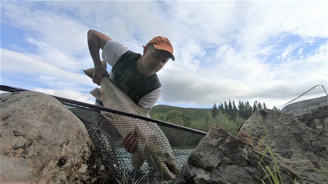 Big salmon Beiarelva  2020