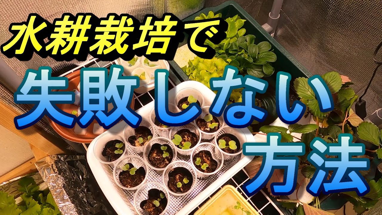 【野菜の水耕栽培】水耕栽培で失敗しない方法
