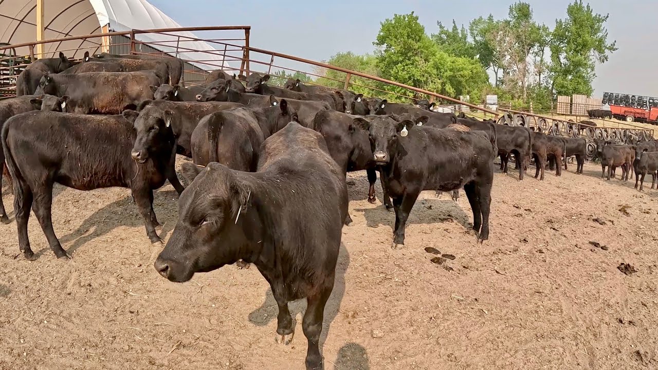 Training Our New Heifers!